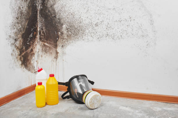 Best Best Mold Removal Companies  in Sisters, OR
