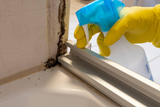 Best Toxic Mold Removal  in Sisters, OR