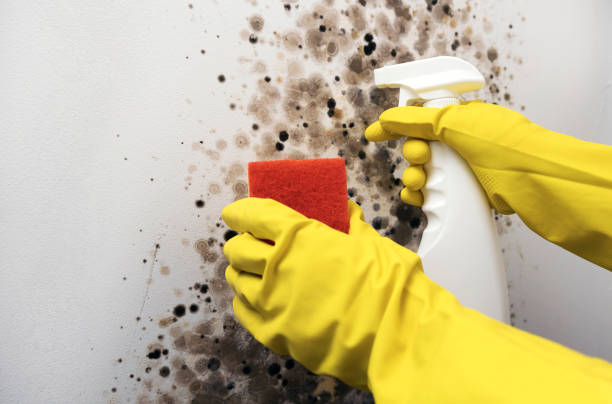 Certified Mold Removal in Sisters, OR