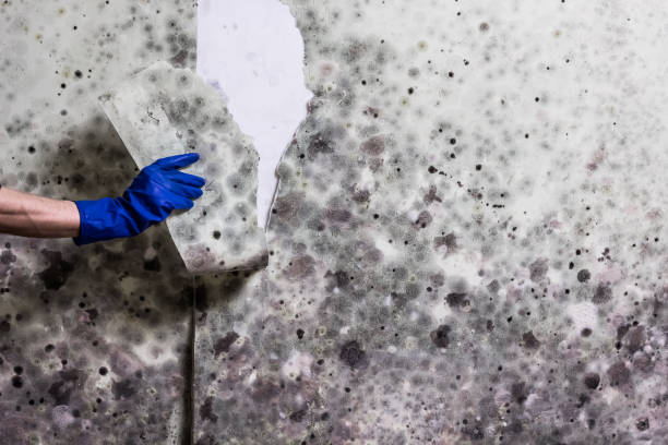 Best Black Mold Removal  in Sisters, OR