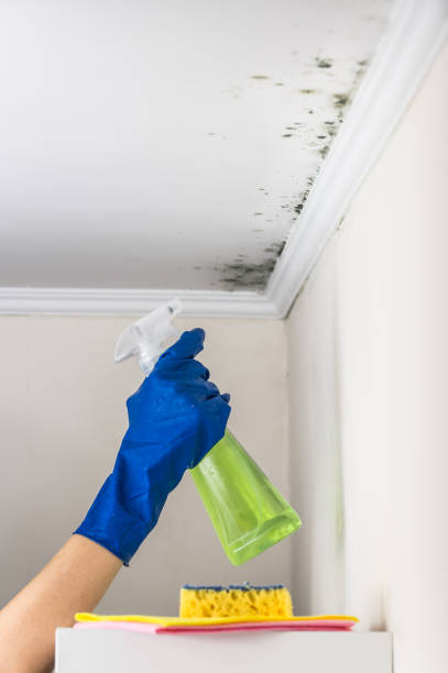 Attic Mold Removal in Sisters, OR