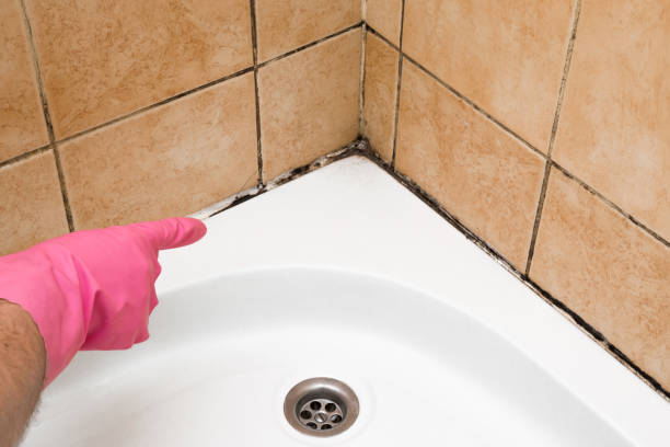 Best Home Mold Removal  in Sisters, OR